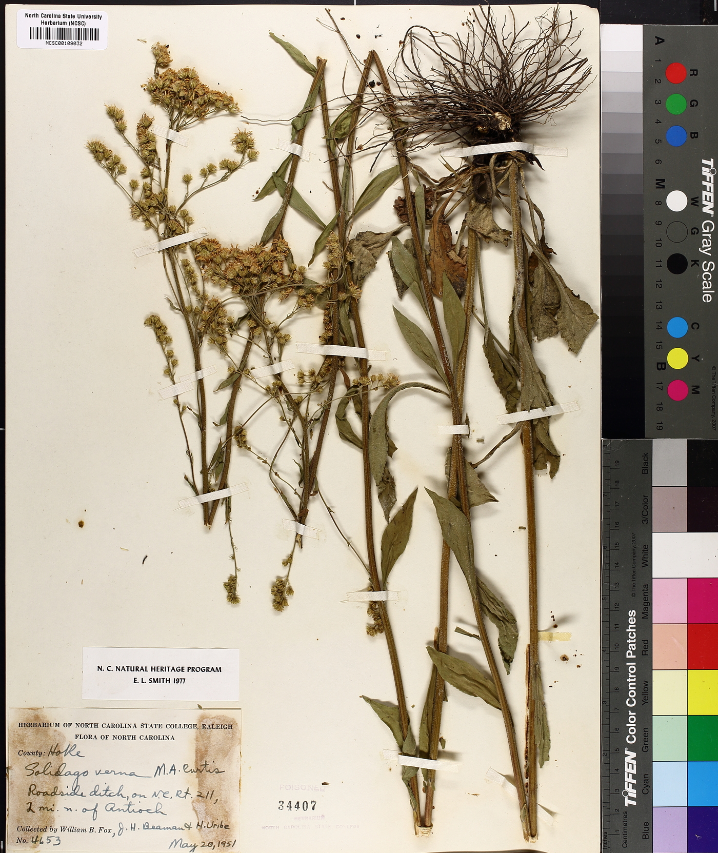 Solidago verna image