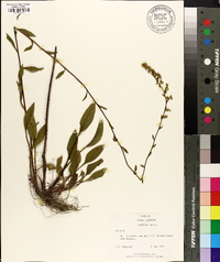 Solidago vaseyi image