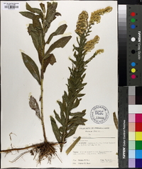 Solidago fistulosa image