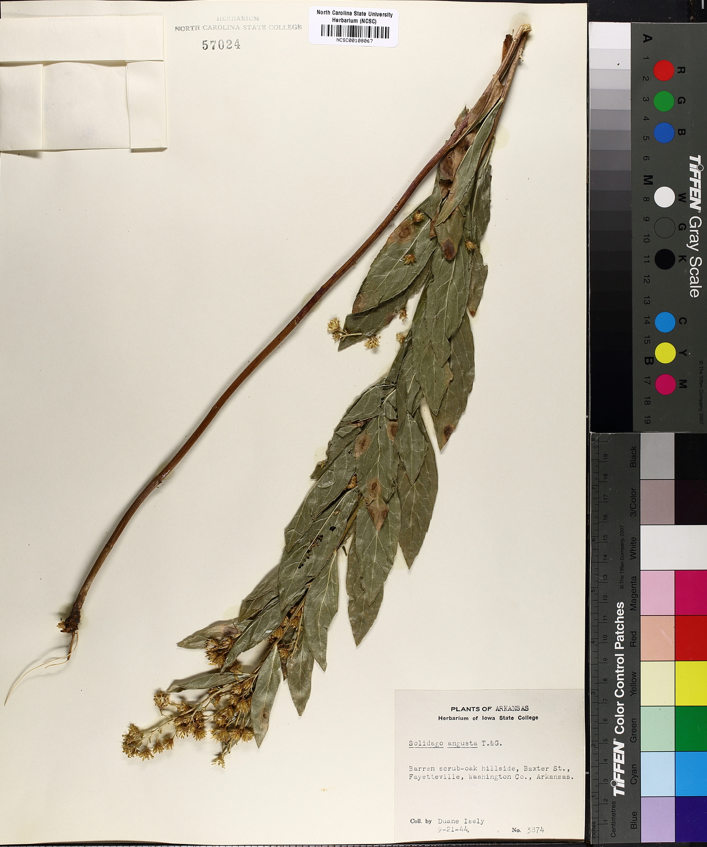 Solidago angusta image