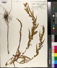 Solidago caesia var. axillaris image