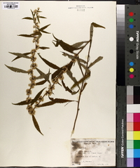 Solidago caesia var. axillaris image