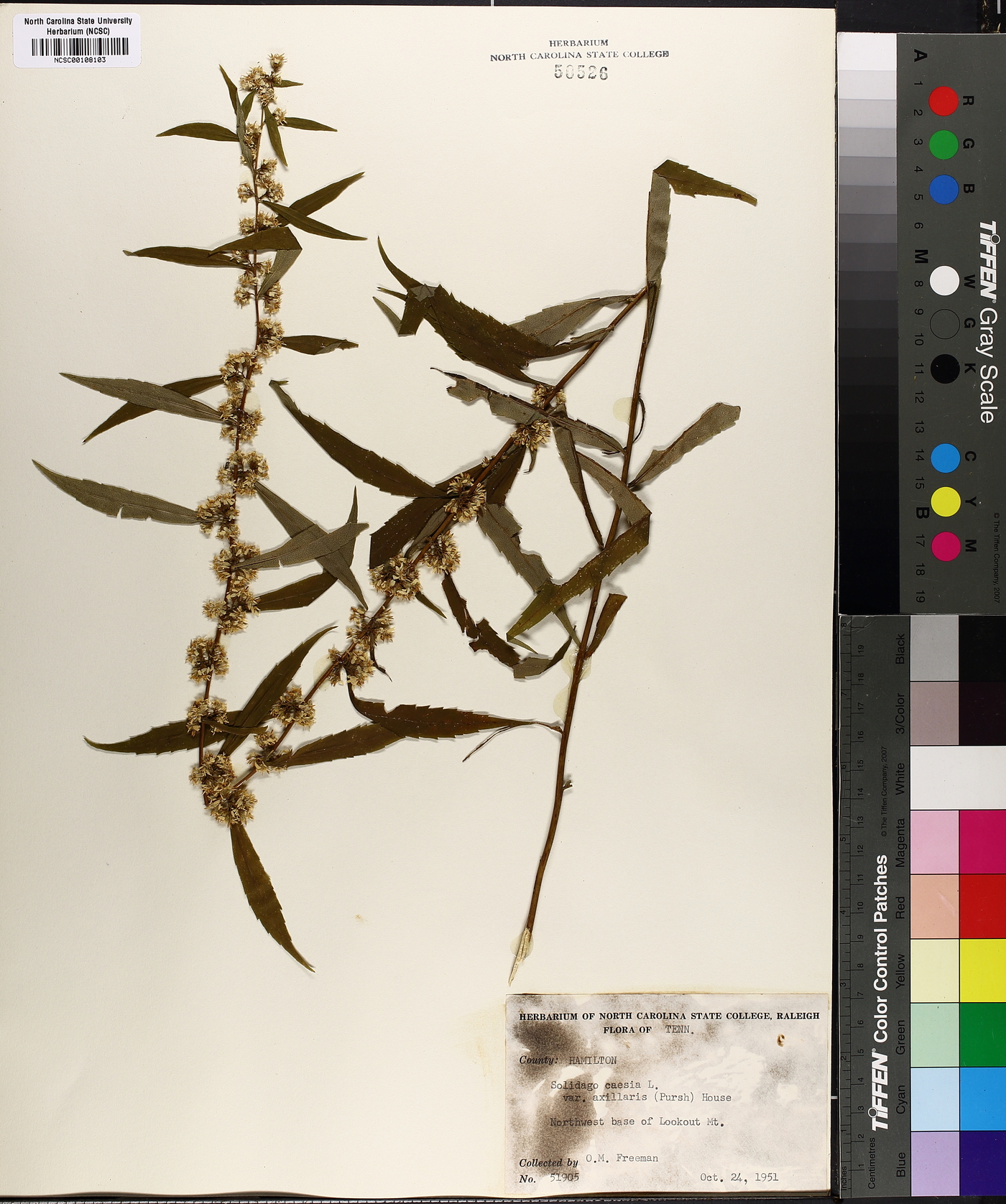 Solidago caesia var. axillaris image