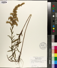 Solidago leavenworthii image