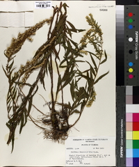 Solidago leavenworthii image