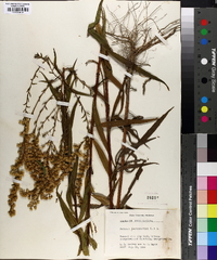 Solidago leavenworthii image