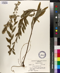 Solidago petiolaris image