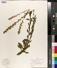 Solidago puberula image