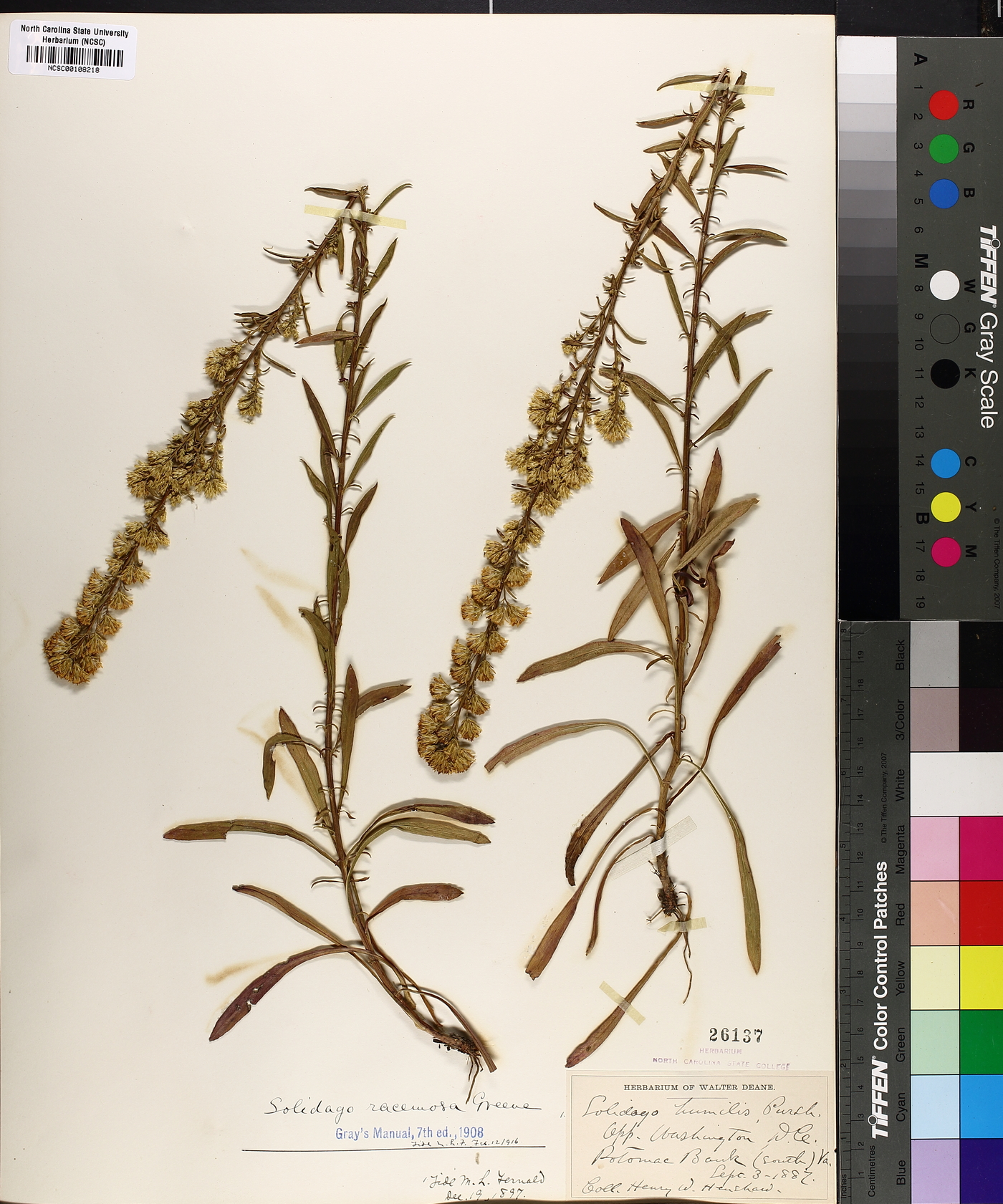 Solidago racemosa image