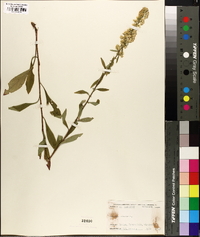 Solidago bicolor image