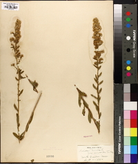 Solidago bicolor image