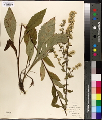 Solidago bicolor image