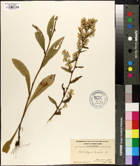 Solidago bicolor image