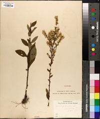 Solidago bicolor image