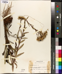 Solidago nitida image