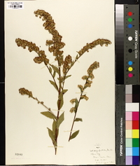 Solidago patula image