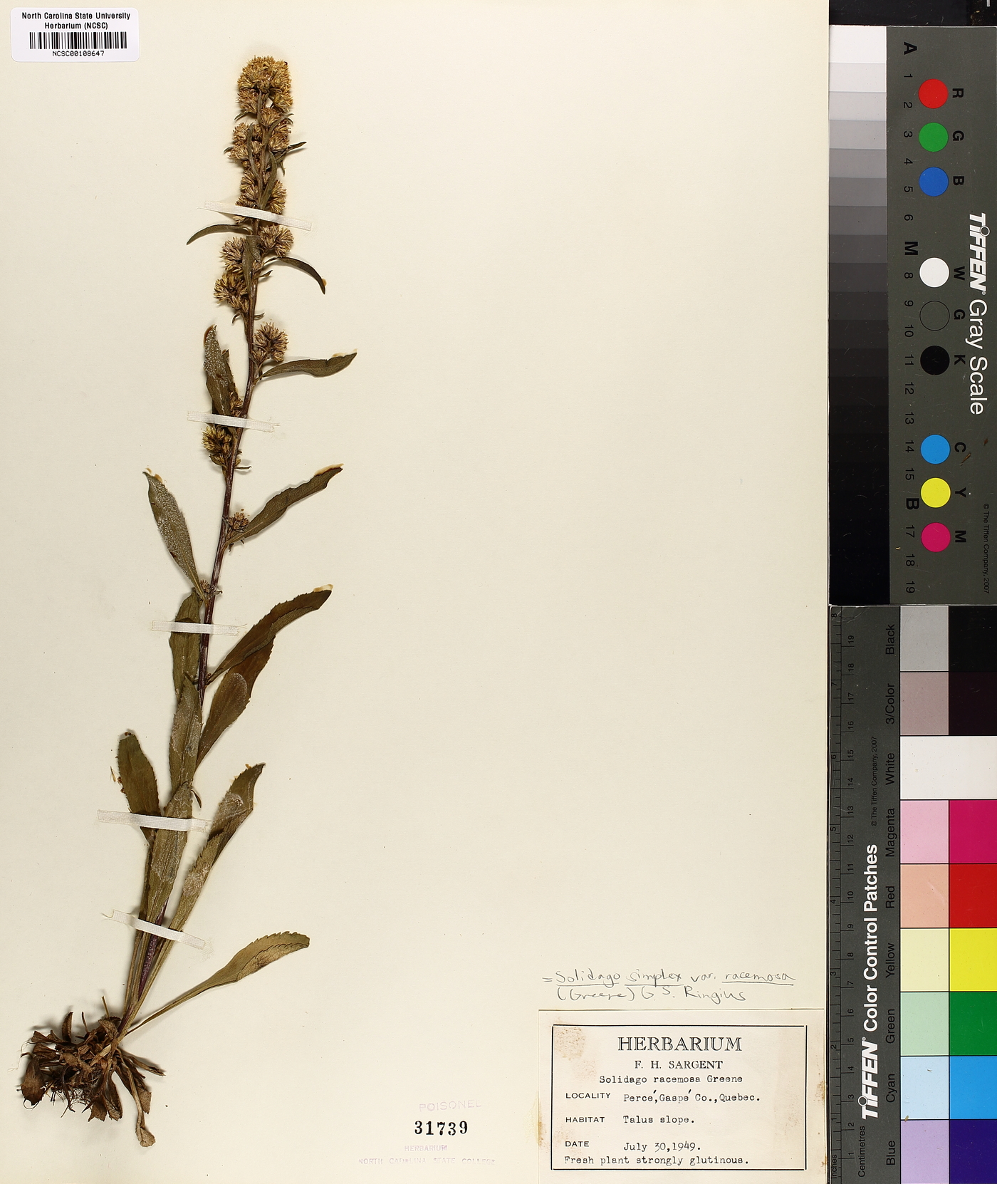 Solidago racemosa image