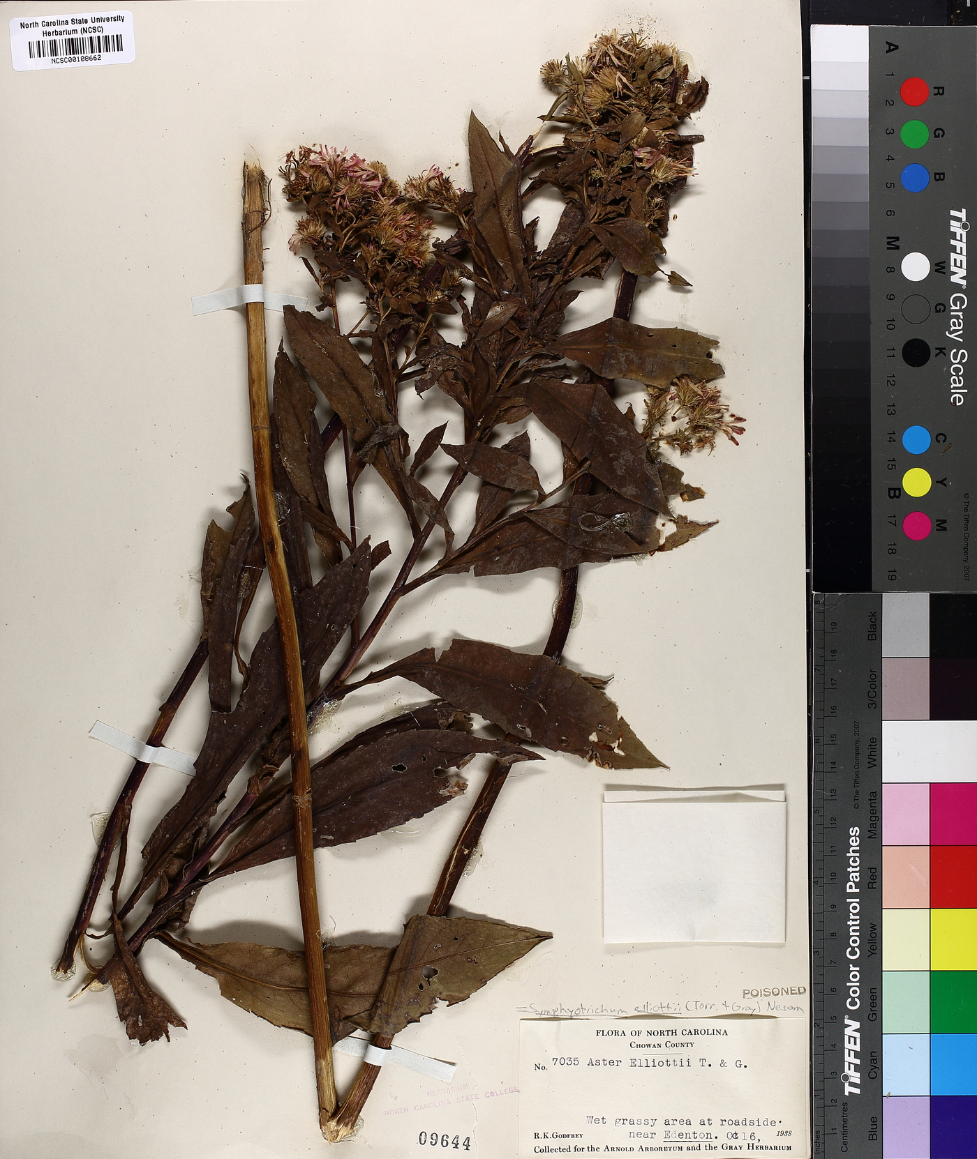 Symphyotrichum elliottii image