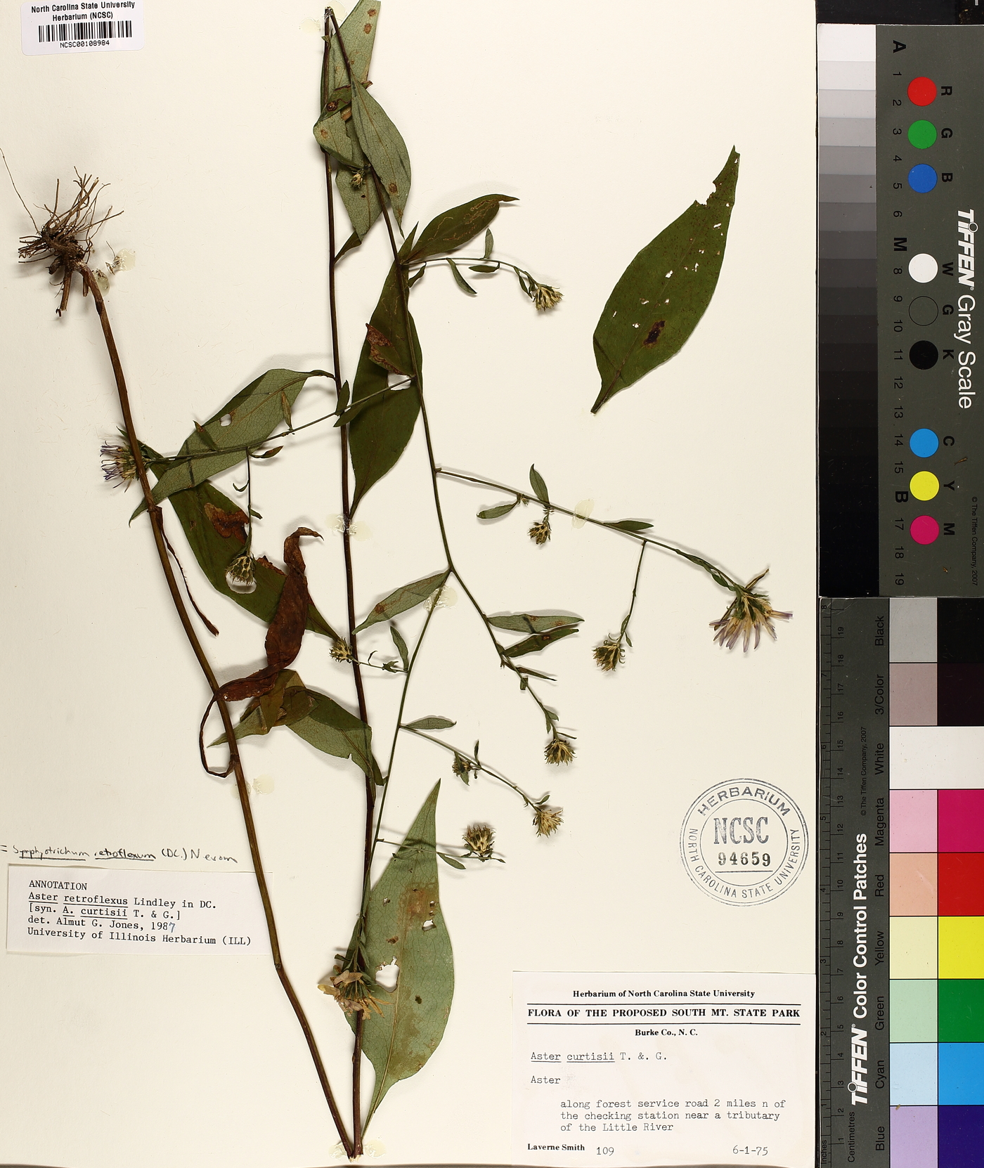 Symphyotrichum retroflexum image