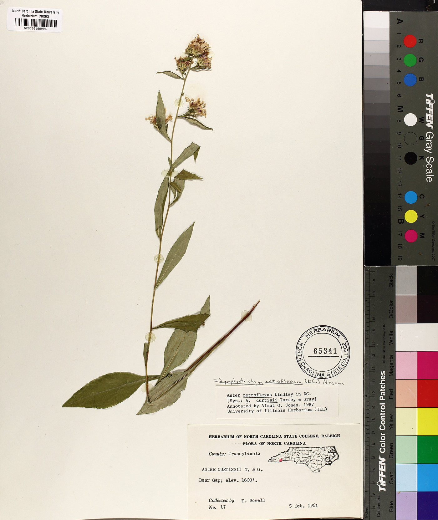 Symphyotrichum retroflexum image
