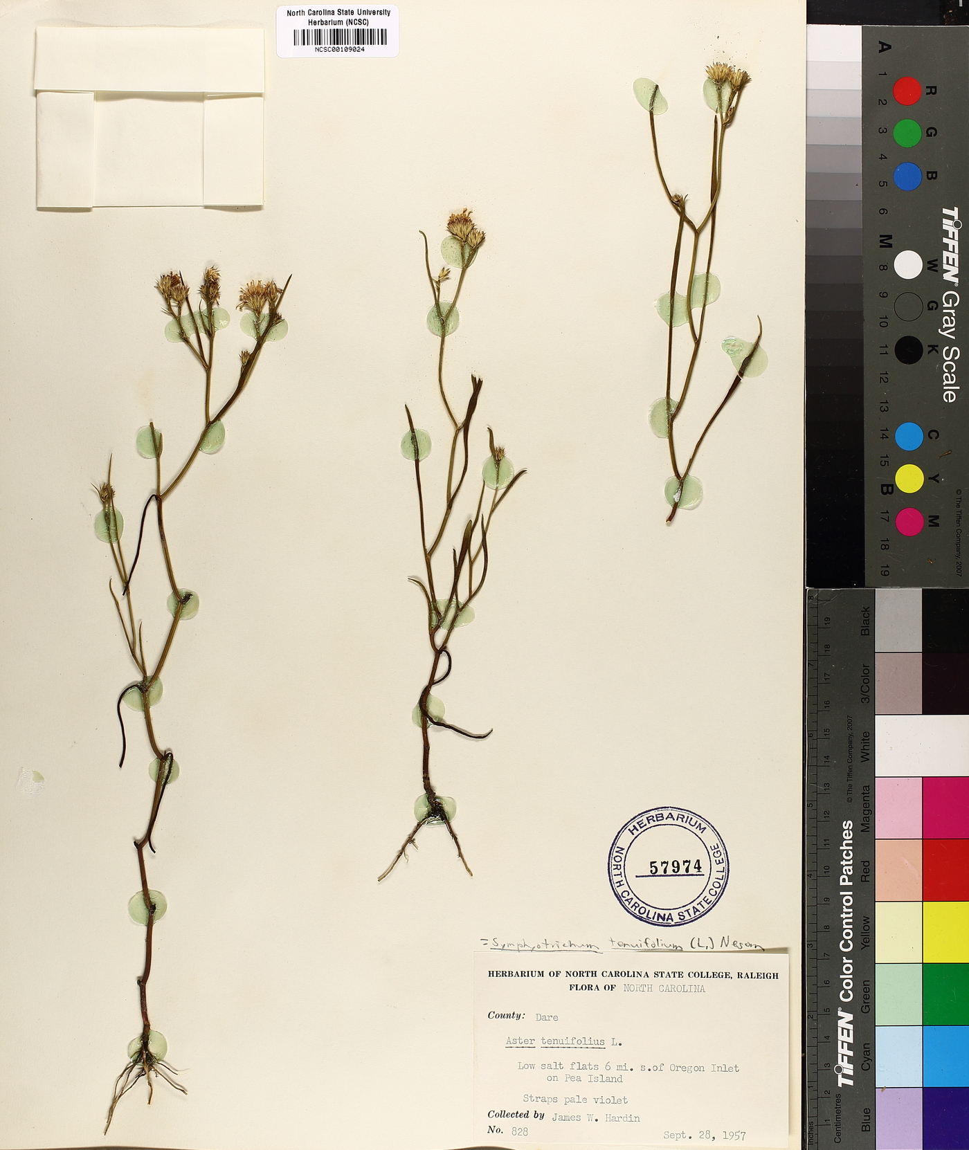 Symphyotrichum tenuifolium image