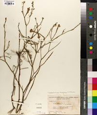 Symphyotrichum tenuifolium image