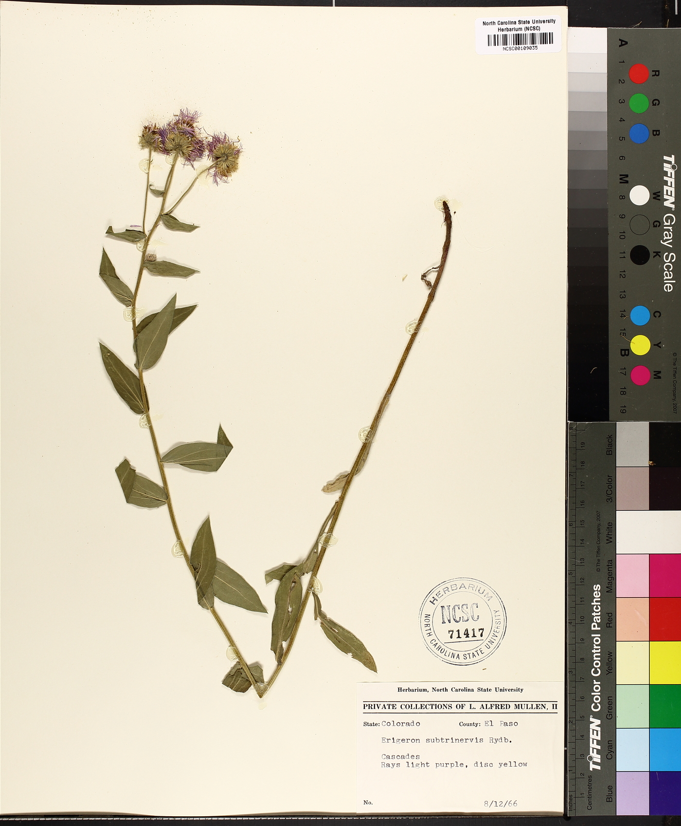 Erigeron subtrinervis image