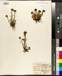 Erigeron humilis image