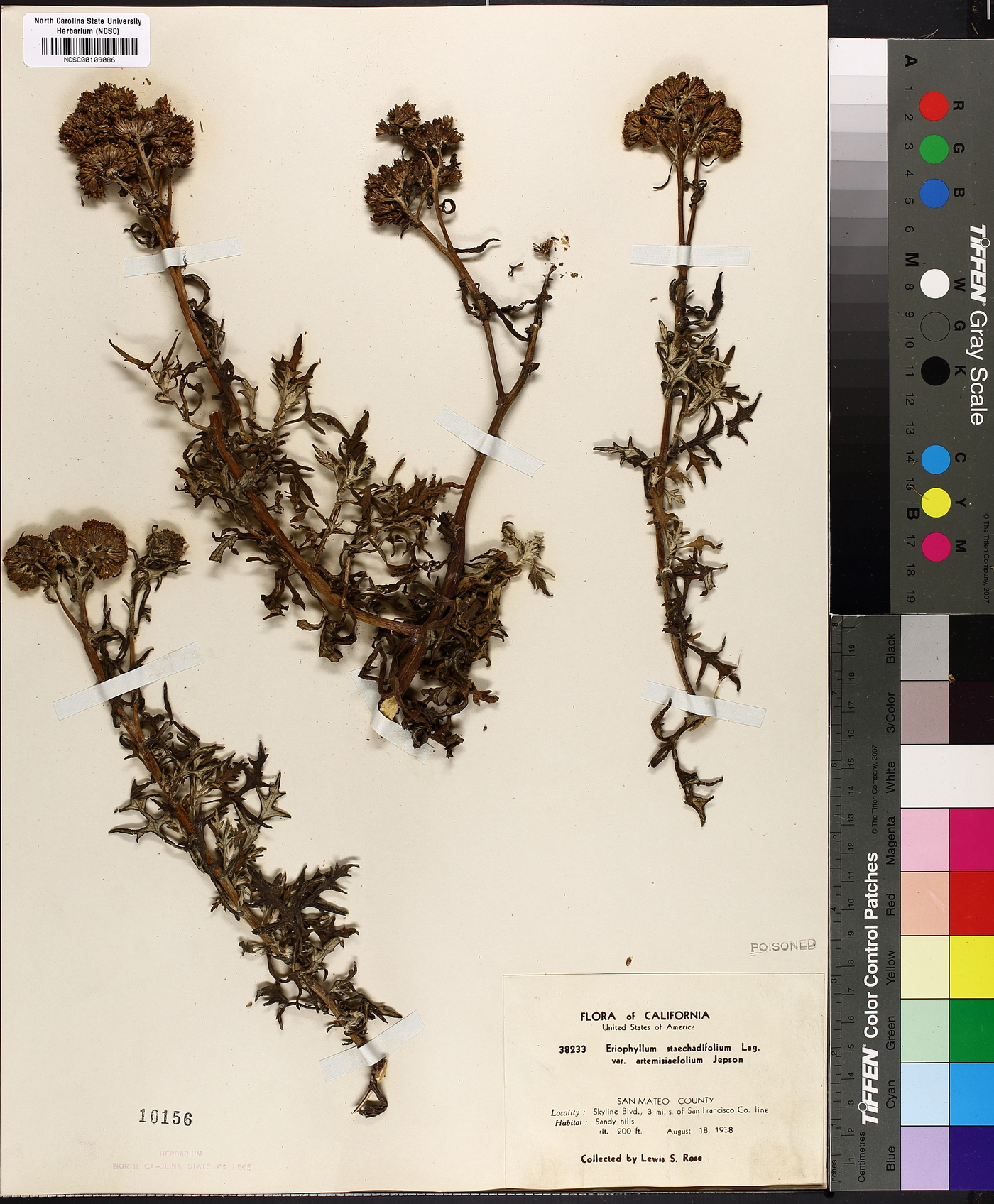 Eriophyllum staechadifolium image