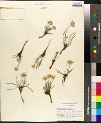 Erigeron ochroleucus image