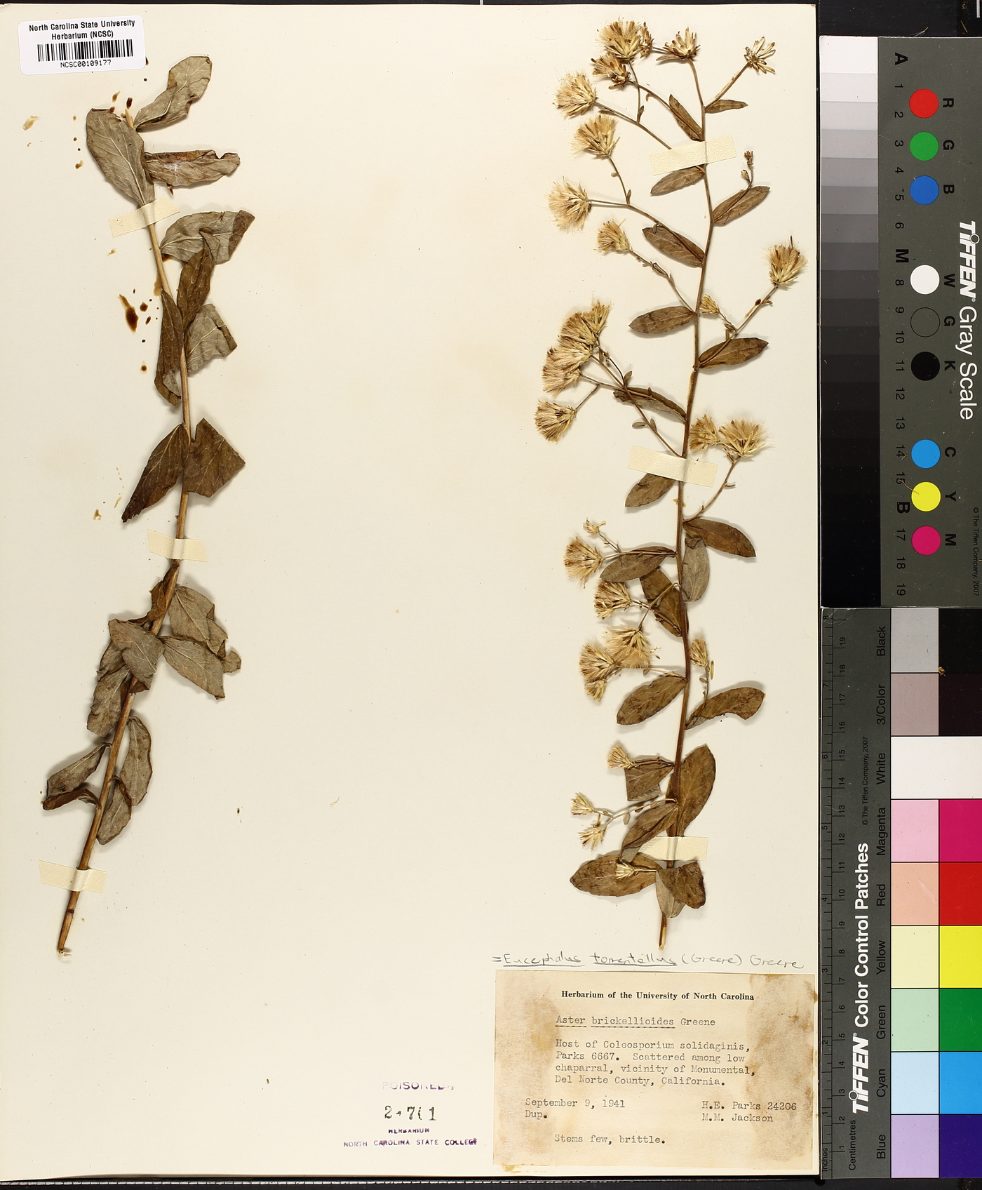 Eucephalus tomentellus image