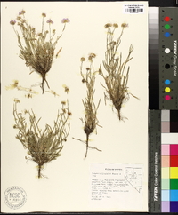Erigeron divergens image