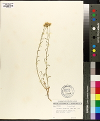 Erigeron divergens image