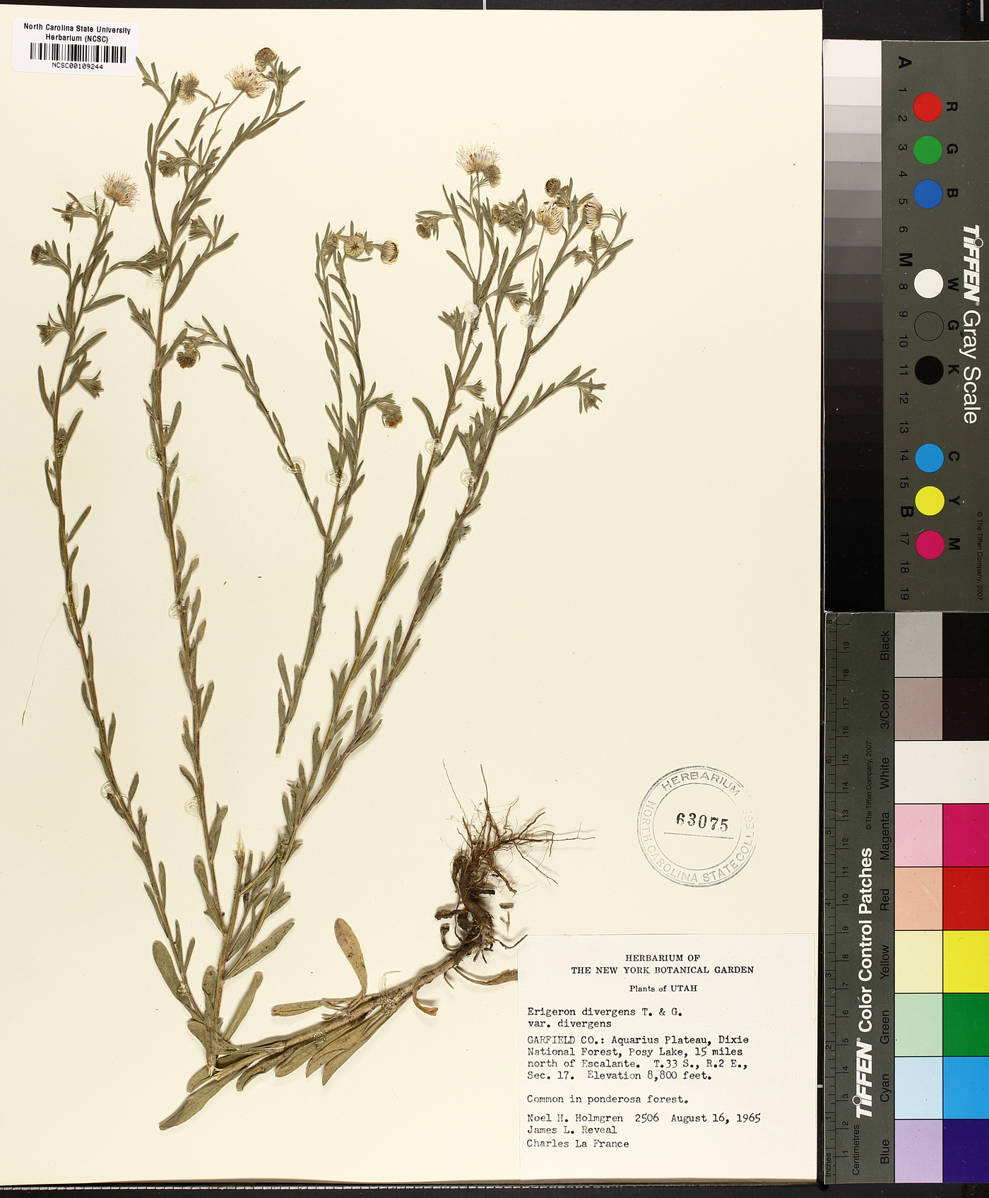 Erigeron divergens var. divergens image