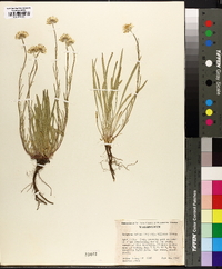 Erigeron eatonii subsp. villosus image