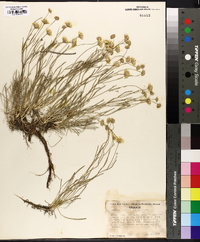 Erigeron linearis image