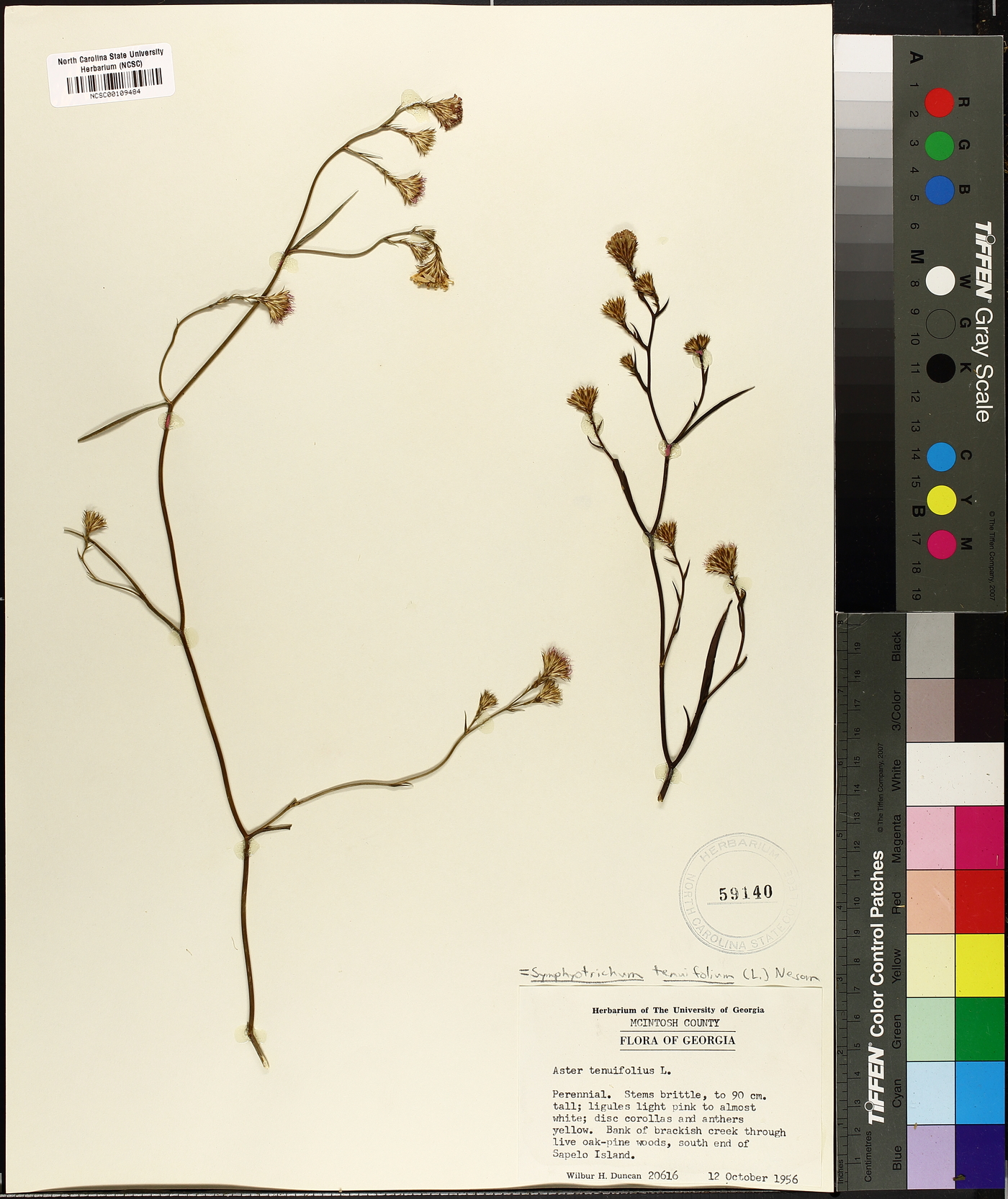 Symphyotrichum tenuifolium image