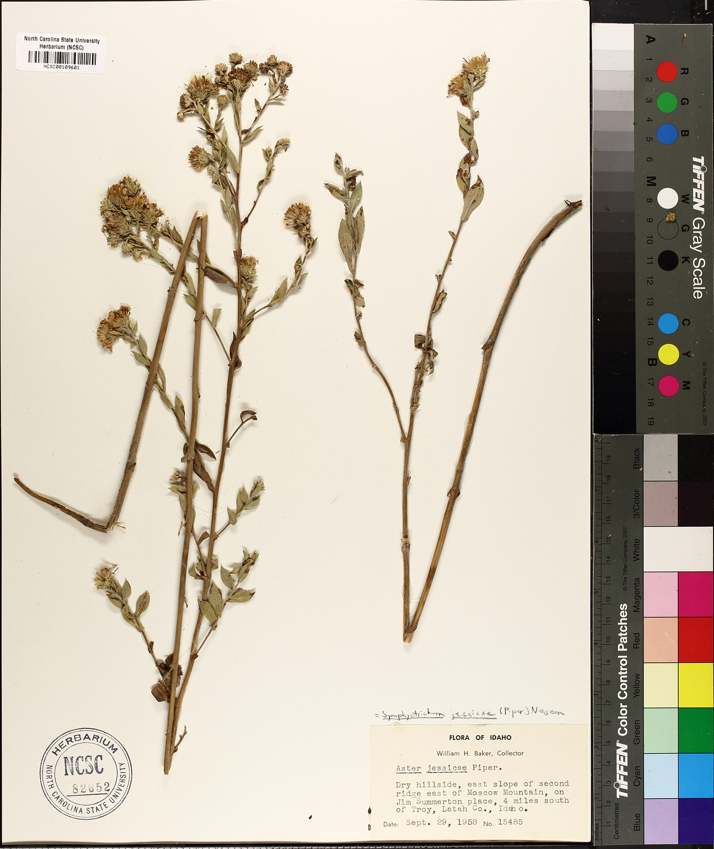 Symphyotrichum jessicae image
