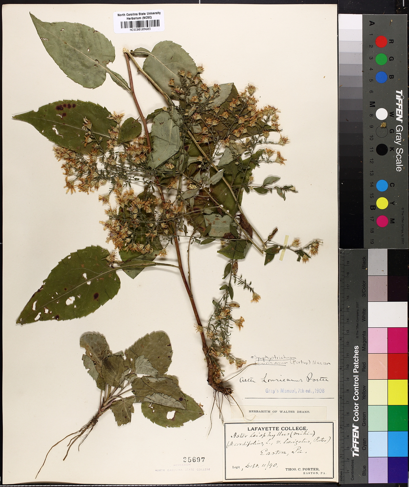 Symphyotrichum lowrieanum image