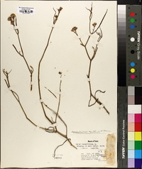 Symphyotrichum tenuifolium image