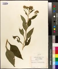 Verbesina virginica image