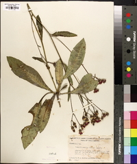 Vernonia acaulis image