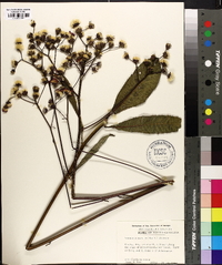 Vernonia acaulis image