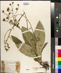 Vernonia acaulis image