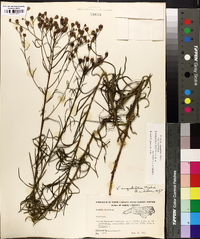 Vernonia angustifolia image