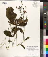 Vernonia acaulis image