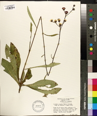 Vernonia acaulis image