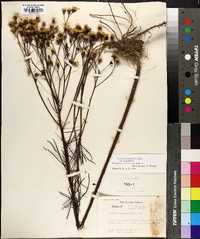 Vernonia angustifolia image