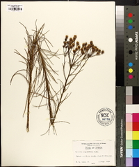Vernonia angustifolia image