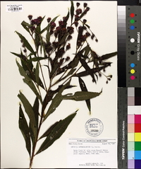 Vernonia noveboracensis image